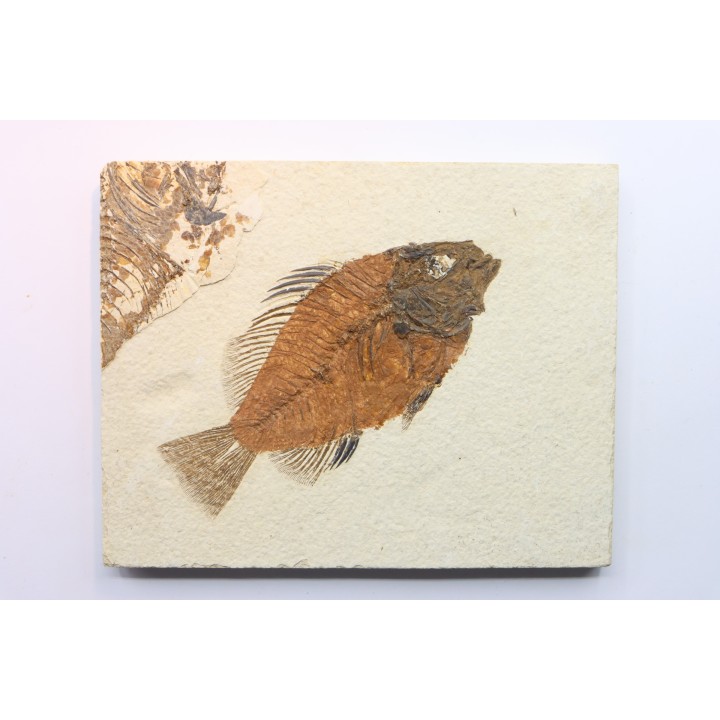 poisson fossile Cockerellites liops - eocène - USA