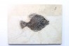 poisson fossile Priscacara serrata - eocène - USA