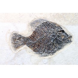 poisson fossile Priscacara serrata - eocène - USA