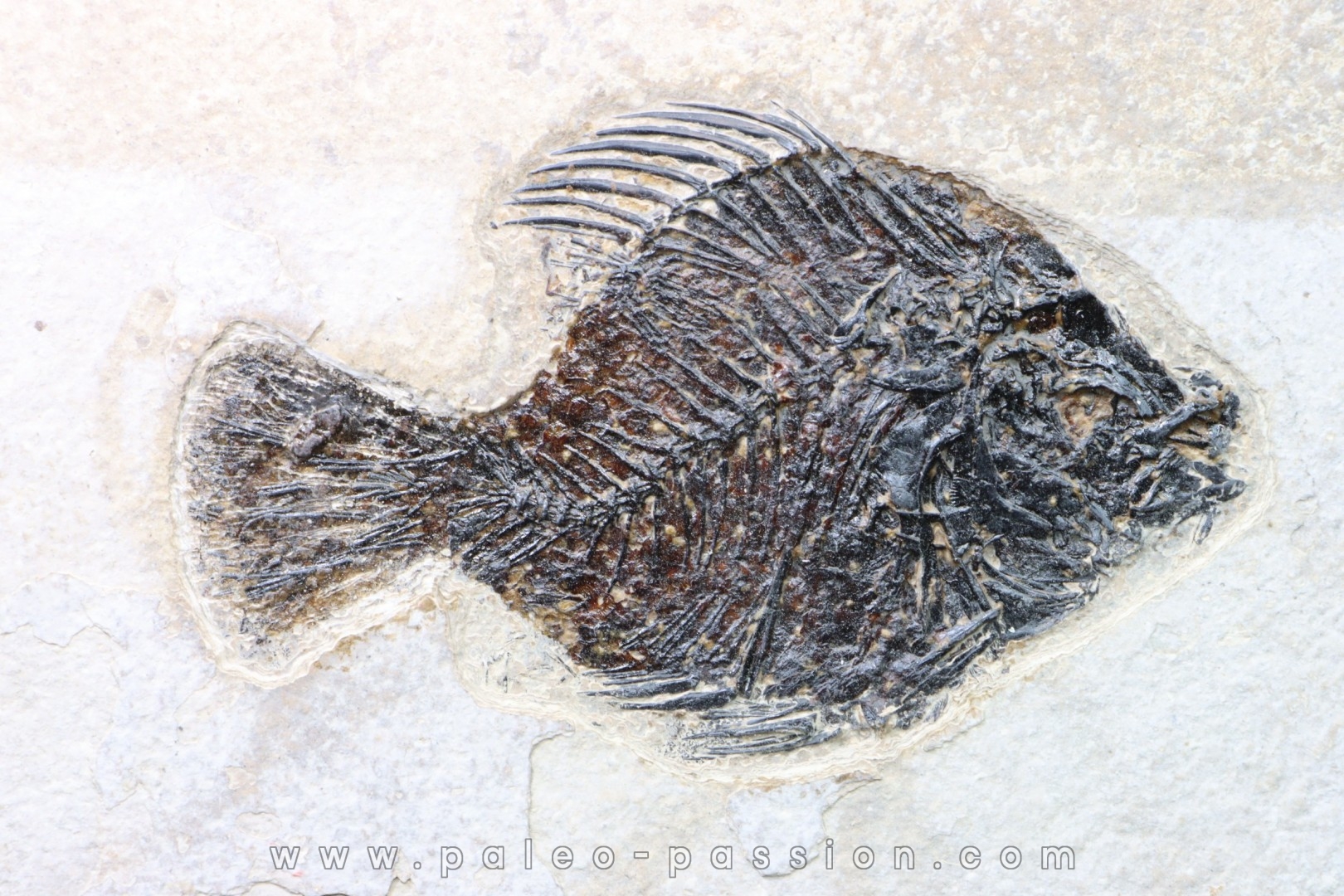 Cockerellites liops