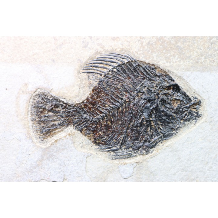Cockerellites liops