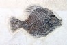 poisson fossile Priscacara serrata - eocène - USA