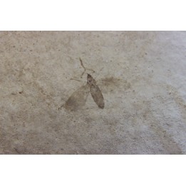 insecte: DIPTERE -stampien de Provence