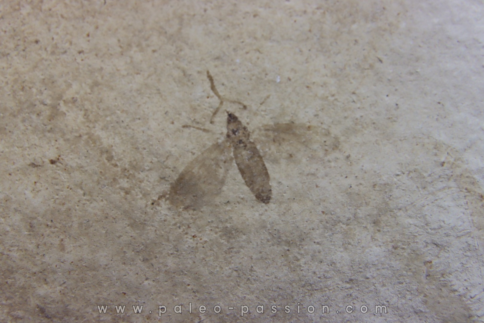 insect: DIPTERE