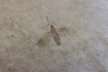 insect: DIPTERE