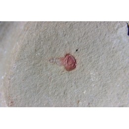Xiphosuride ind. - Ordovician - Fezouata formation