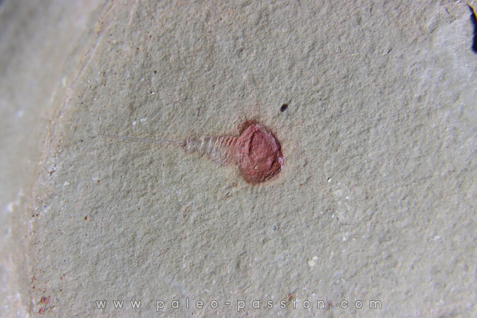 Xiphosuride ind. - Ordovician - Fezouata formation