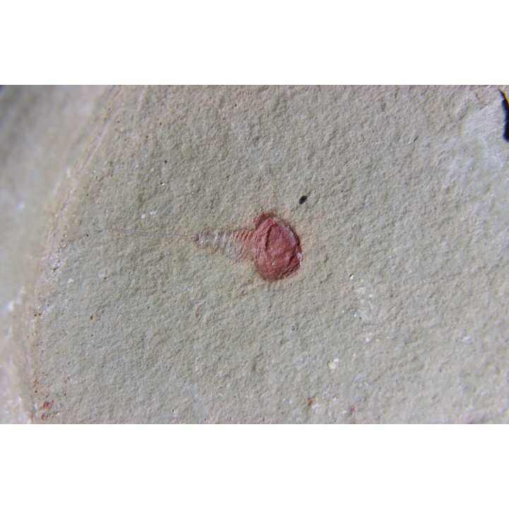 Xiphosuride ind. - Ordovicien - Fezouata formation