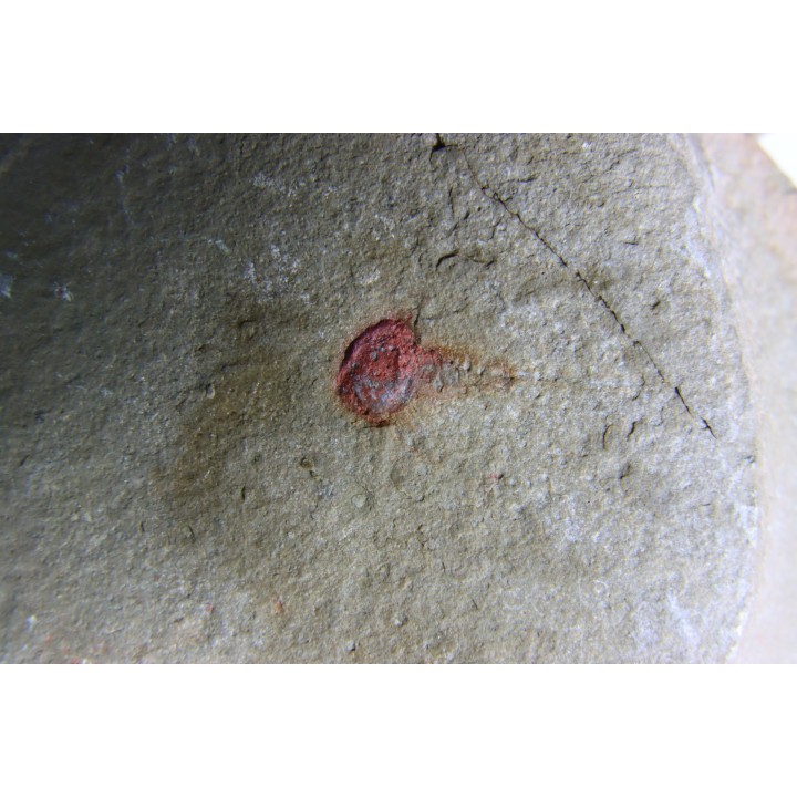 Xiphosuride ind. - Ordovicien - Fezouata formation