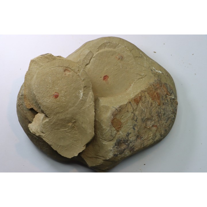 Xiphosuride ind. - Ordovicien - Fezouata formation