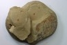 Xiphosuride ind. - Ordovician - Fezouata formation
