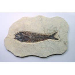 poisson fossile KNIGHTIA EOCAENA - USA