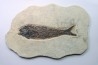 KNIGHTIA EOCAENA
