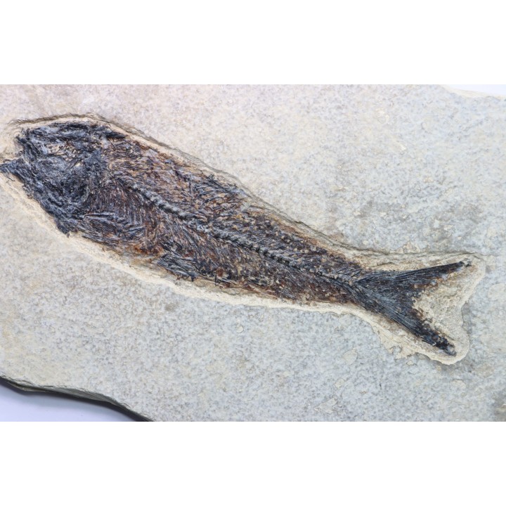 KNIGHTIA EOCAENA