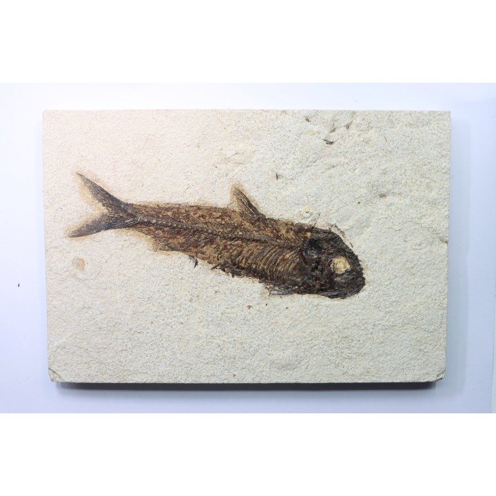 KNIGHTIA EOCAENA