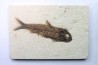 poisson fossile KNIGHTIA EOCAENA - USA