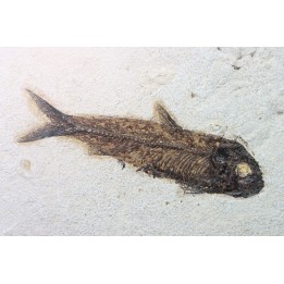 poisson fossile KNIGHTIA EOCAENA - USA