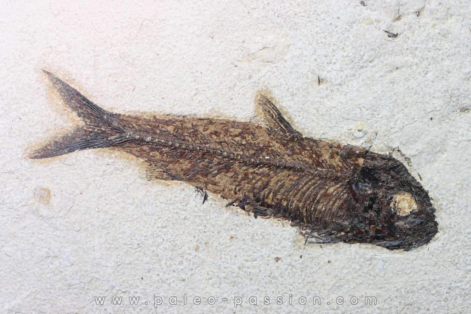 poisson fossile KNIGHTIA EOCAENA - USA