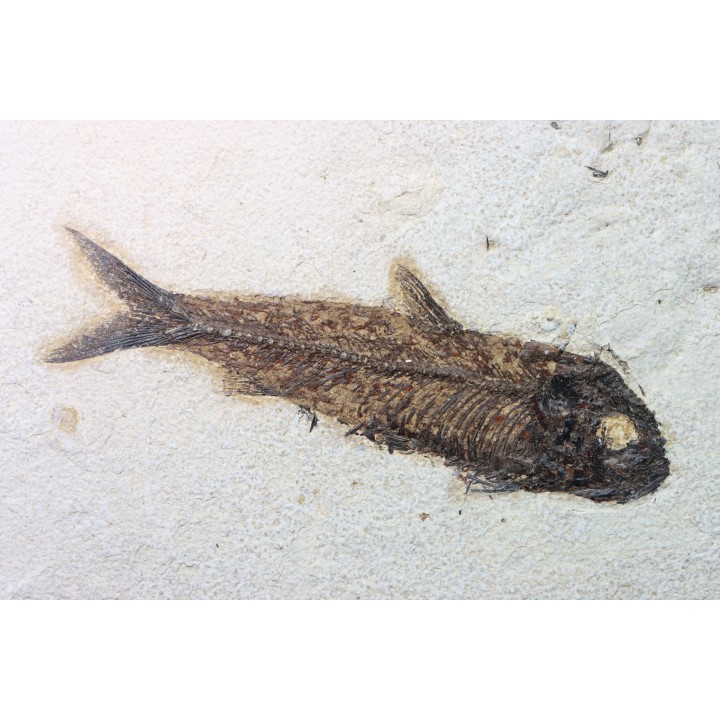KNIGHTIA EOCAENA