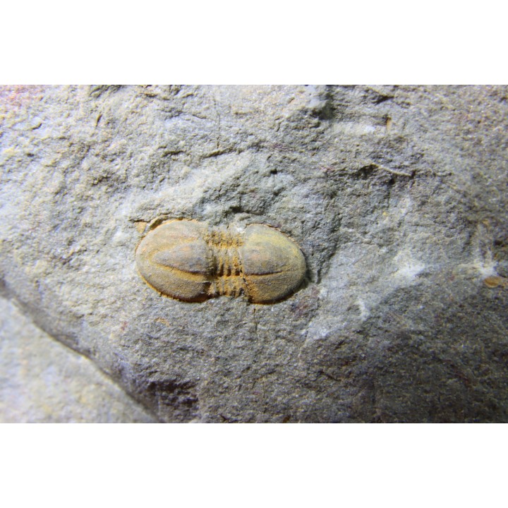 Morocconus notabilis - cambrien - tinejdad, Maroc