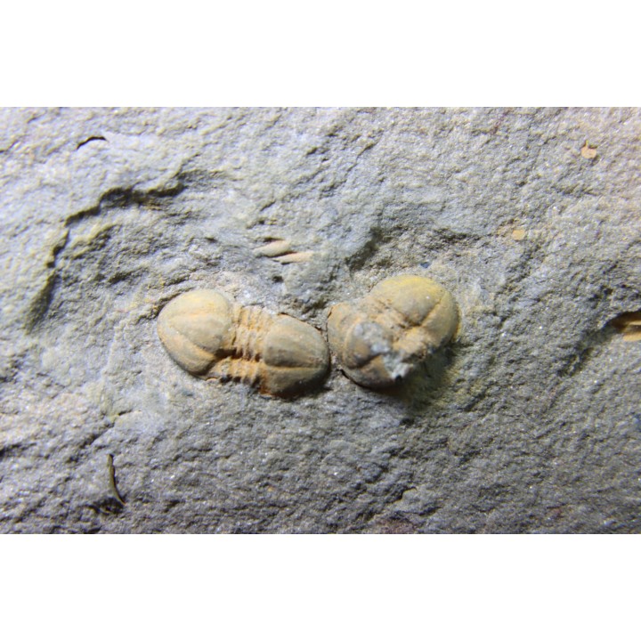 Morocconus notabilis (3)