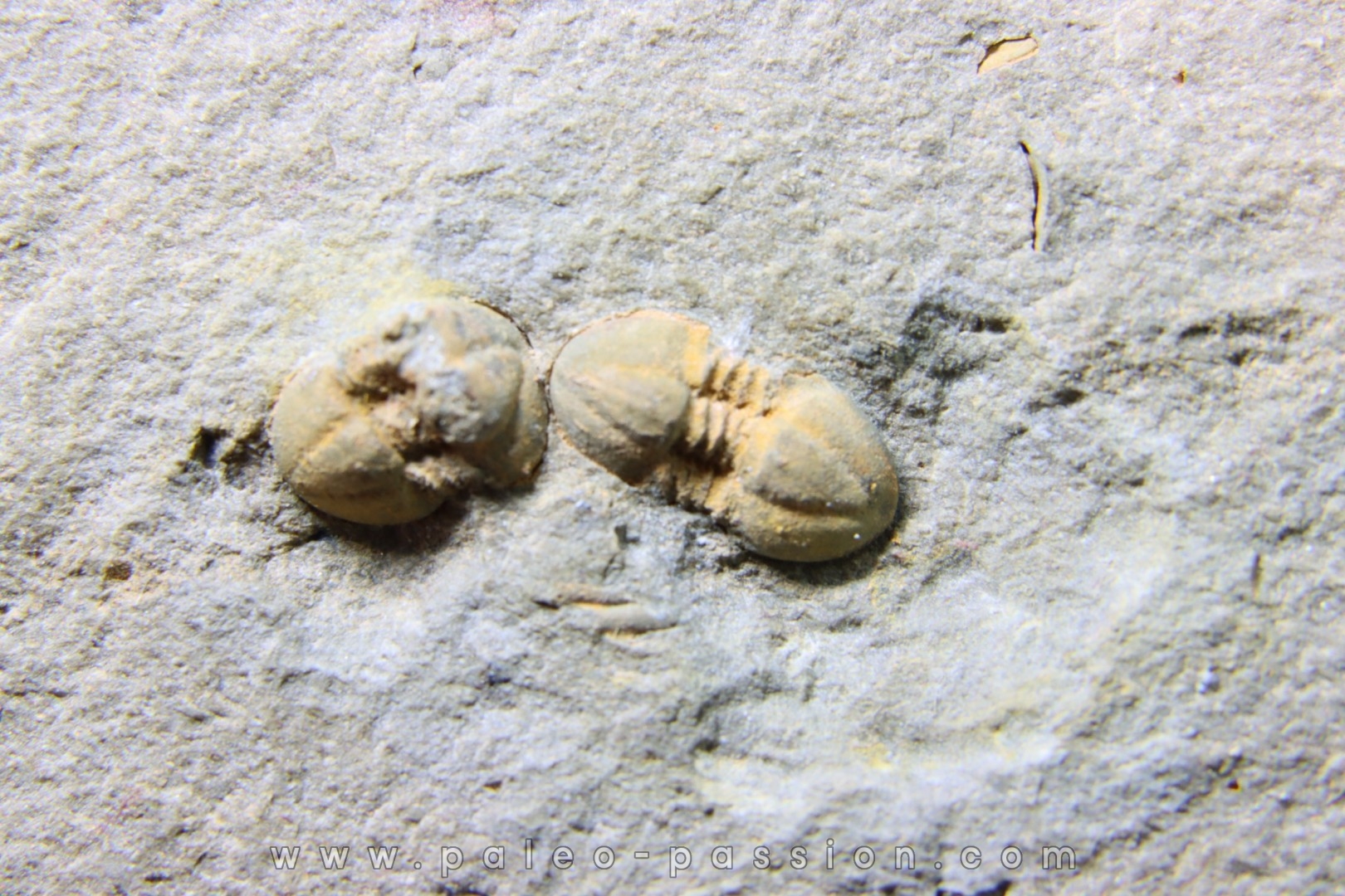 Morocconus notabilis (3)