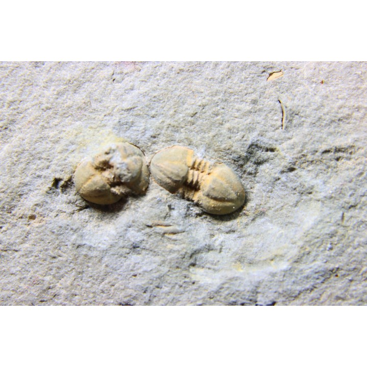 Morocconus notabilis (3)