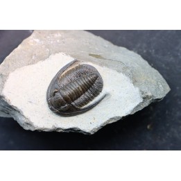 Diademoproetus praecursor - Emsian -  Foum Zguid