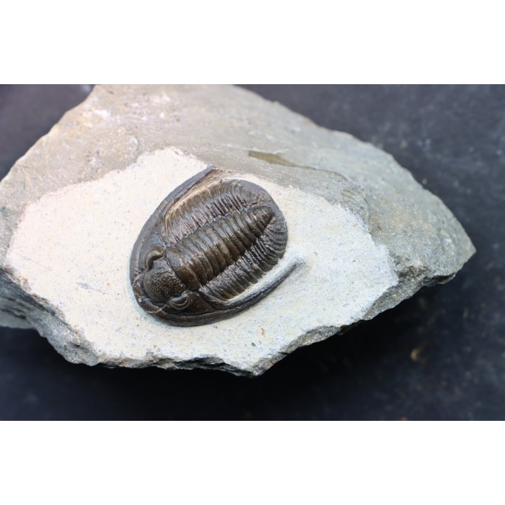 Diademoproetus praecursor - Emsian -  Foum Zguid