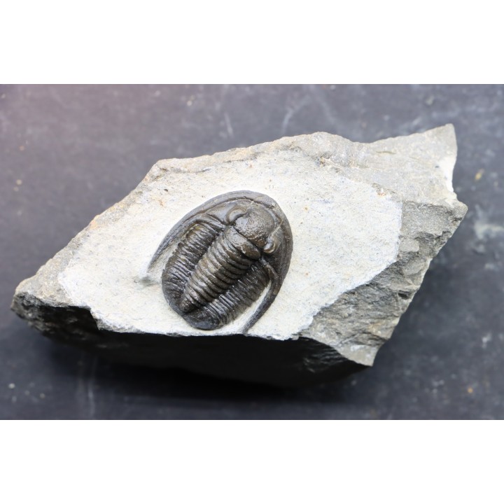 Diademoproetus praecursor - Emsien -  Foum Zguid, Maroc