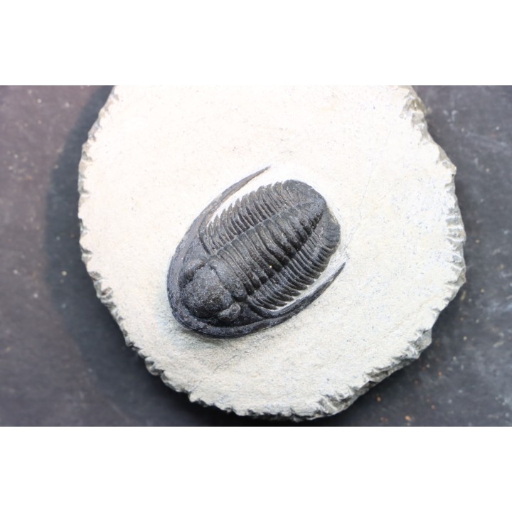Diademoproetus praecursor - Emsian -  Foum Zguid