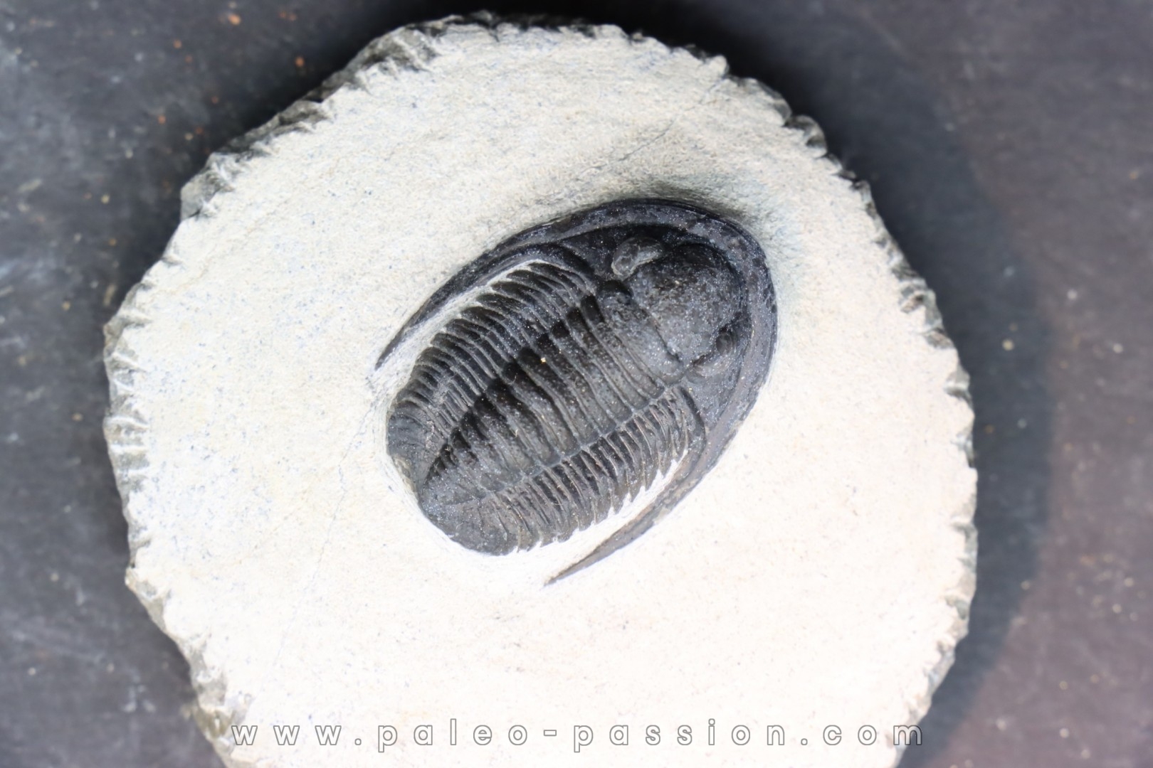 Diademoproetus praecursor - Emsien - Foum Zguid, Maroc