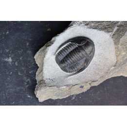 Diademoproetus praecursor - Emsian -  Foum Zguid
