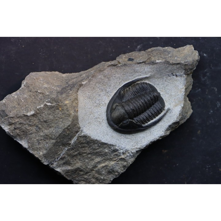 Diademoproetus praecursor - Emsian -  Foum Zguid