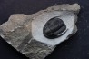 Diademoproetus praecursor - Emsian - Foum Zguid