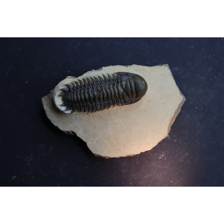 CROTALOCEPHALUS GIBBUS
