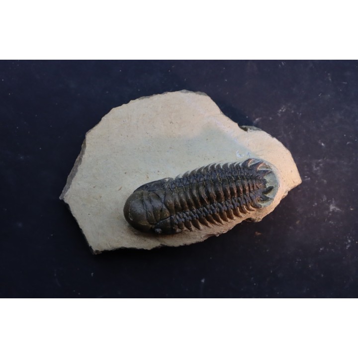 CROTALOCEPHALUS GIBBUS - Praguien - Foum Zguid, Maroc