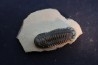 CROTALOCEPHALUS GIBBUS