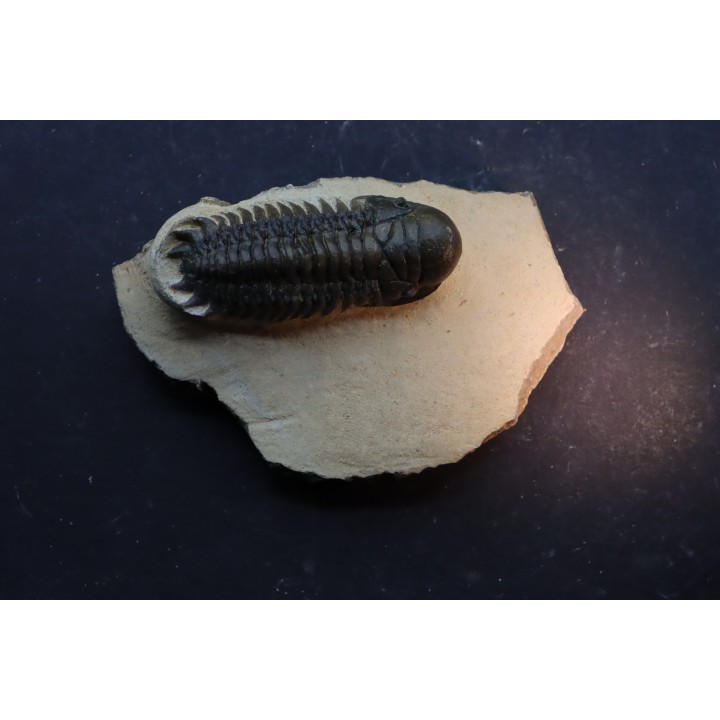 CROTALOCEPHALUS GIBBUS - Praguien - Foum Zguid, Maroc