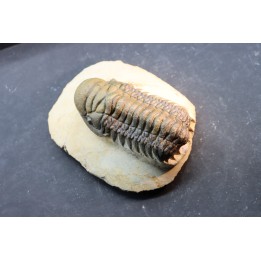 CROTALOCEPHALUS GIBBUS