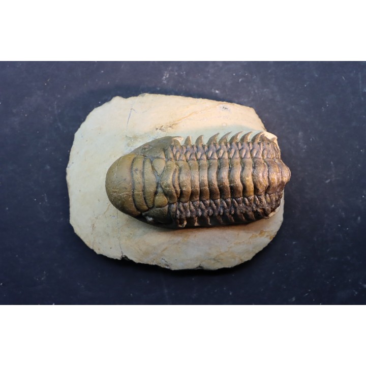 CROTALOCEPHALUS GIBBUS - Praguien - Foum Zguid, Maroc