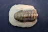CROTALOCEPHALUS GIBBUS - Praguien - Foum Zguid, Maroc