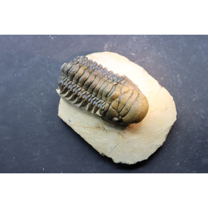 CROTALOCEPHALUS GIBBUS - Praguien - Foum Zguid, Maroc