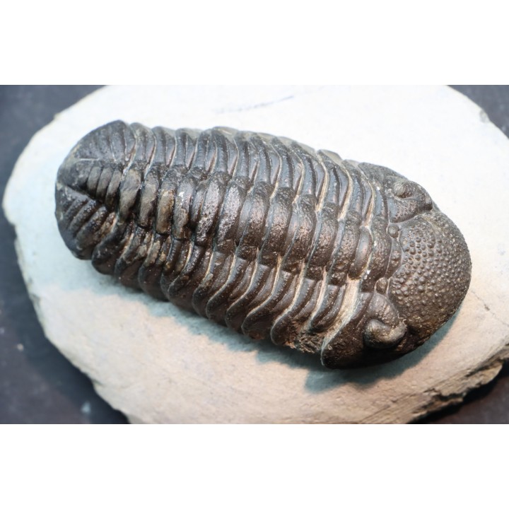BARRANDEOPS ovatus -Emsien - Jbel Oufaten, MAROC