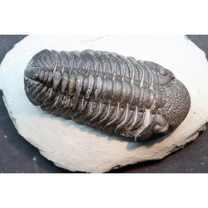 BARRANDEOPS ovatus - Emsian - Jbel Oufaten, MOROCCO