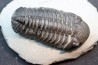 BARRANDEOPS ovatus -Emsien - Jbel Oufaten, MAROC