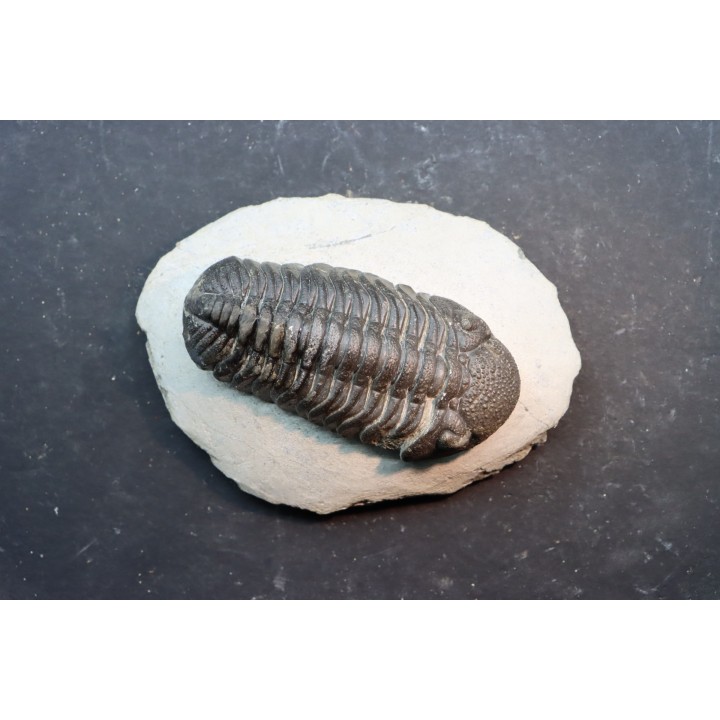 BARRANDEOPS ovatus - Emsian - Jbel Oufaten, MOROCCO