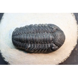 BARRANDEOPS ovatus - Emsian - Jbel Oufaten, MOROCCO