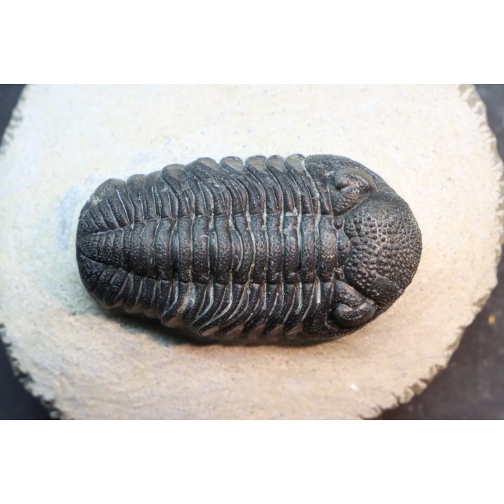 BARRANDEOPS ovatus - Emsian - Jbel Oufaten, MOROCCO