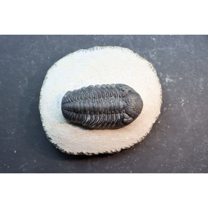 BARRANDEOPS ovatus -Emsien - Jbel Oufaten, MAROC